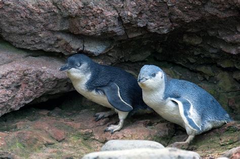 Akaroa Penguins Tour: A Wildlife Enthusiast’s Detailed Review