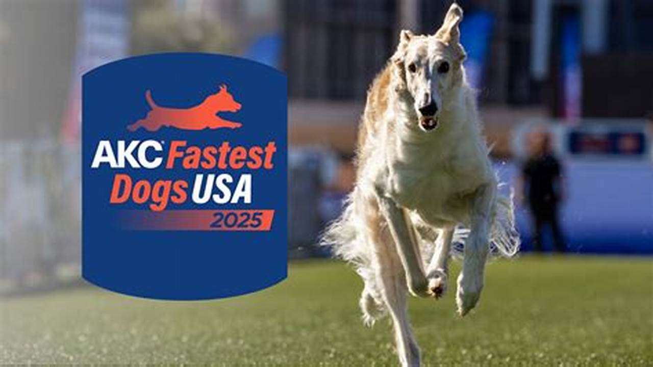 Akc Fastest Dogs Usa Distance