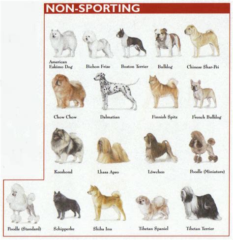 Akc Dog Breeds