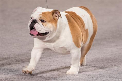 Akc Old English BullDog