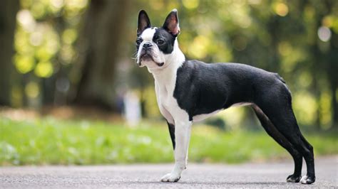 29+ Akc Breed Standard Boston Terrier Picture Bleumoonproductions