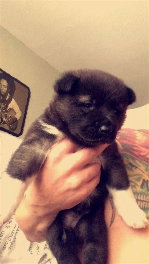 Akita Puppies For Sale Colorado: The Perfect Companion For 2023