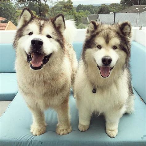 Akita Samoyed Alaskan Malamute: A Guide To These Beautiful Dog Breeds