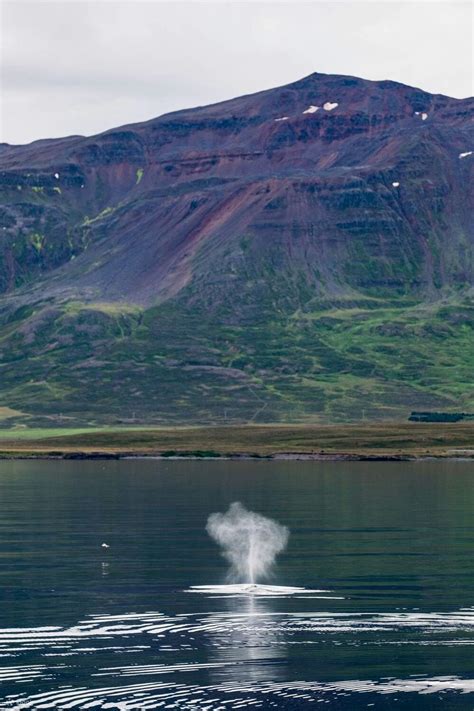 Akureyri Waterfall Tour