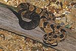 Alabama Snakes Identification