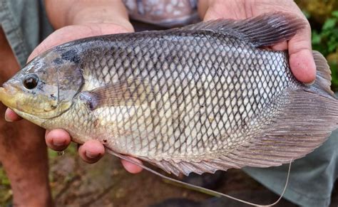 Alasan Memilih Mitra Ikan untuk Pembelian Ikan Gurame Konsumsi
