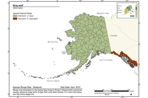 Newsela Lumber jobs at odds with rare wolves' survival in Alaska forest