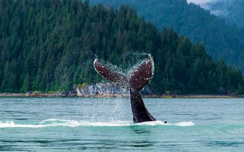 Alaskan Cruise Whale