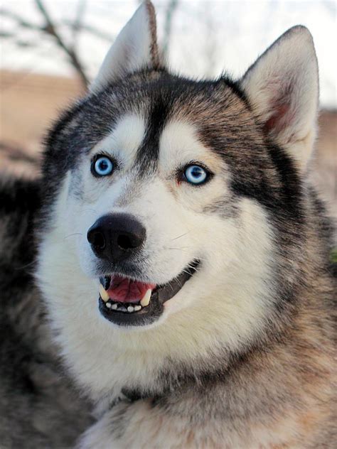 Alaskan Husky Breed Information, Photos, Characteristics, Names