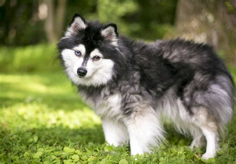 Alaskan Klee Kai Dog Breed » Everything About Alaskan Klee Kais