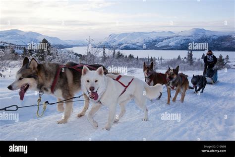 Alaskan Huskies