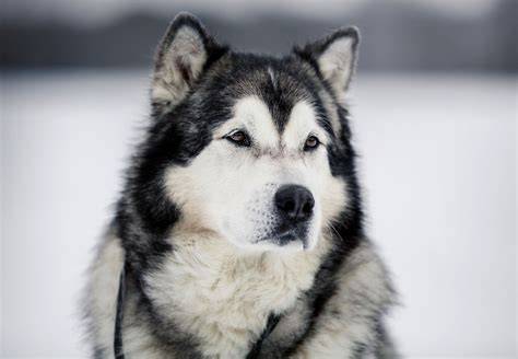 Alaskan Malamute Overview