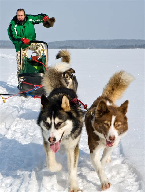 Alaskan Sled Dogs