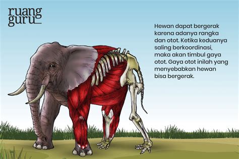 Alat Gerak Pada Hewan