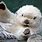 Albino Sea Otter