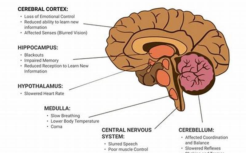 Alcohol Effects On Brain Cells