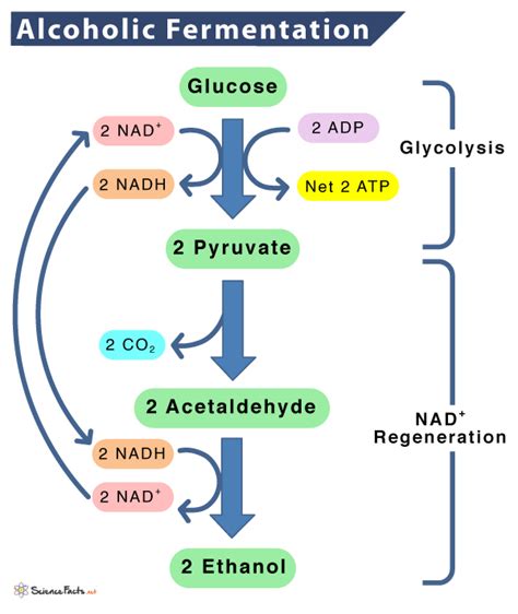 Unleashing the Biology behind Alcoholic Fermentation: Definition and Meaning Explored!