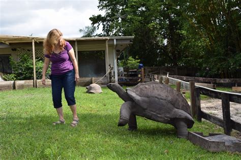 Aldabra Tortoises