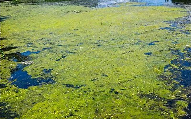 Algae In Ecosystem