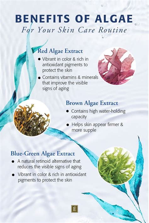 Nourish Your Skin with Nature's Bounty: Algae Benefits for the Ultimate Radiant Glow!