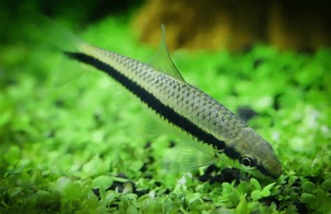 Algae Eater Fish With Betta