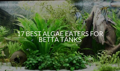 Algae In Betta Tank