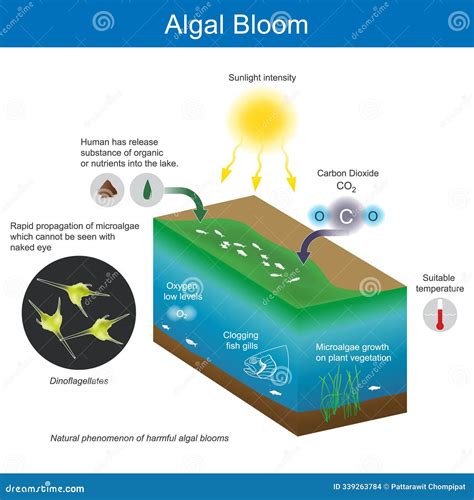 Exploring Algal Bloom Animation: Understanding the Causes and Consequences