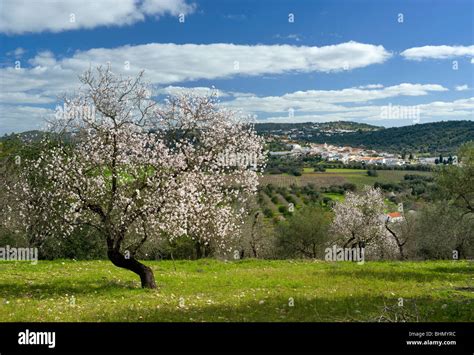 Algarve Countryside