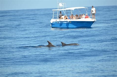 Alghero Dolphin Watching: Tour Review with Marine Biologists