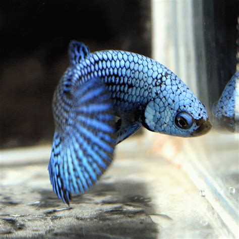 Alien Betta For Sale