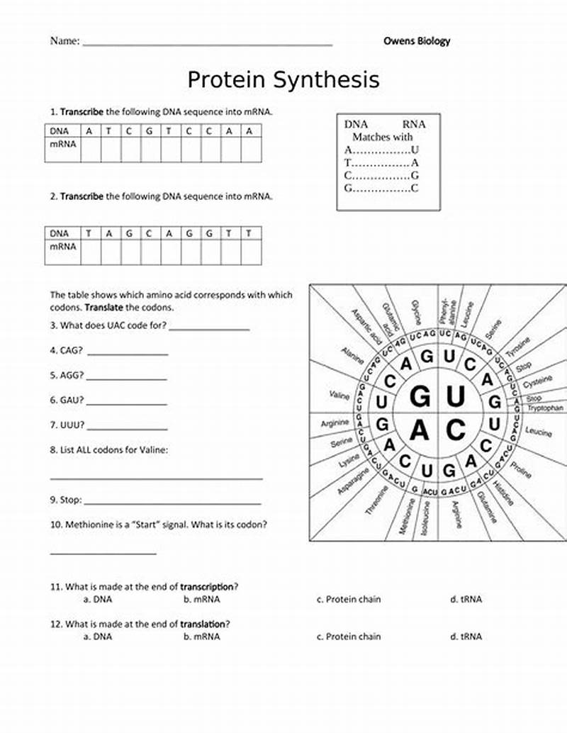 Alien Protein Synthesis Student Worksheet Coloring Activity