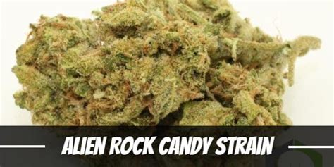 Alien Rock Candy (Alien Genetics) :: Cannabis Strain Info
