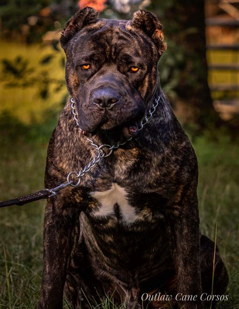 All Black Cane Corso With Yellow Eyes: A Unique And Stunning Breed