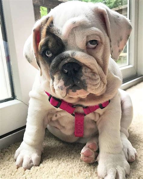All Bulldog Breeds: The Ultimate Guide