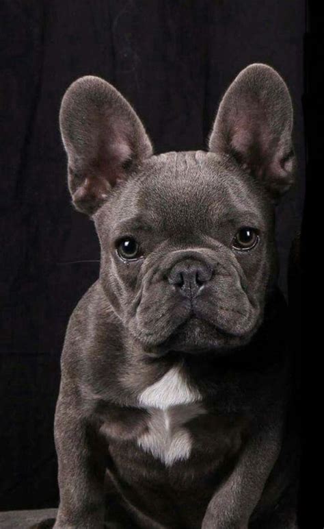 All Grey French Bulldog Puppies Bleumoonproductions