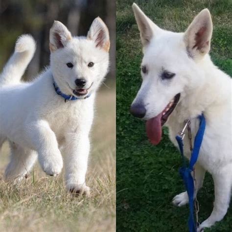 All White German Shepherd Husky Mix Puppy: A Unique And Gorgeous
Companion
