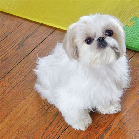 All White Shih Tzu Puppies For Sale