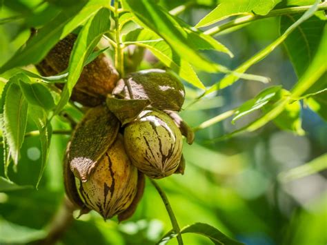 All You Need to Know about the Caddo Pecan Tree for Gardening