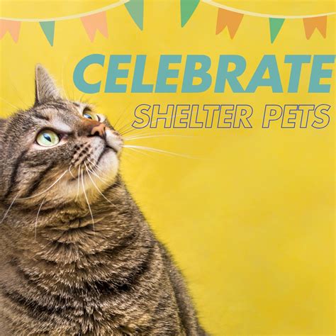 All About Pets Scappoose