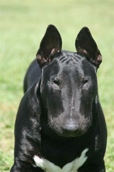 All I can say is WOW !!! This guy is a handsome lad. English bull