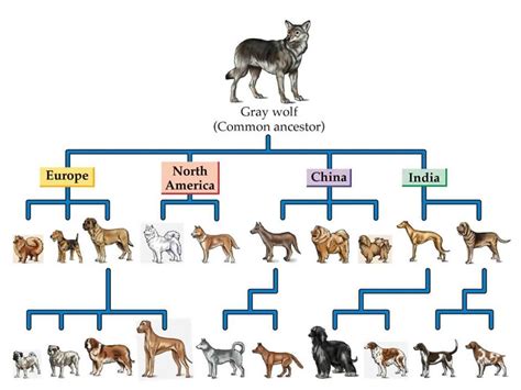 All Dog Breeds Come From Wolves