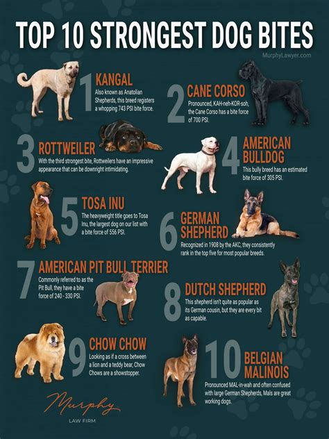 All Dog Breeds Ever