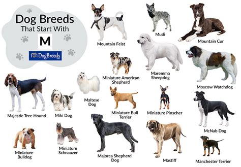 All Dog Breeds Starting With M