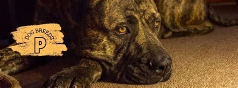 All Dog Breeds Starting With P