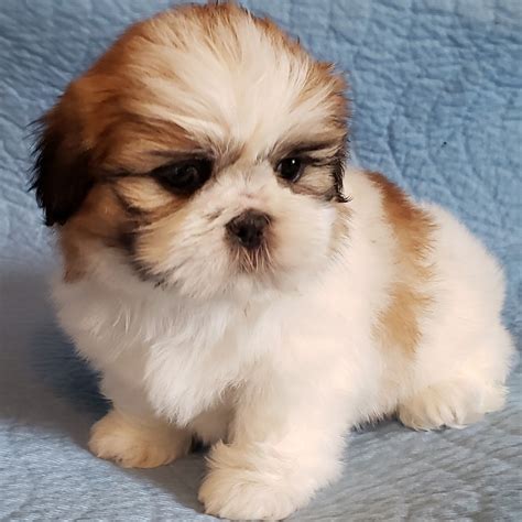 99+ White Shih Tzu Puppies For Sale l2sanpiero