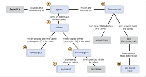 Chromosomes, genes and alleles (With images) Dna lesson, Middle