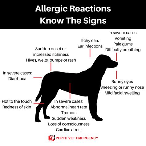 Managing Allergic to Dog Rash: Tips and Solutions for A Happier Home