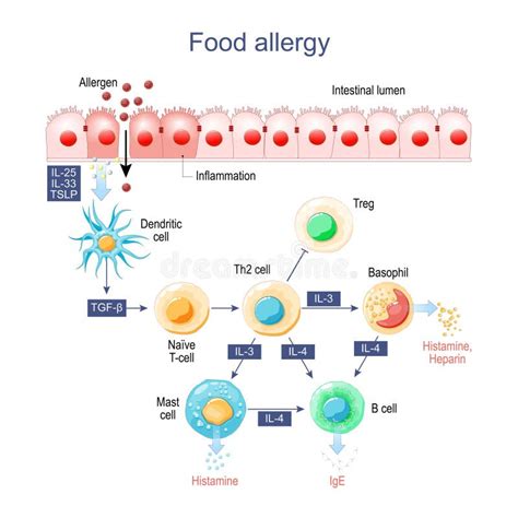 Allergie et inflammation