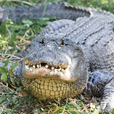 Alligator