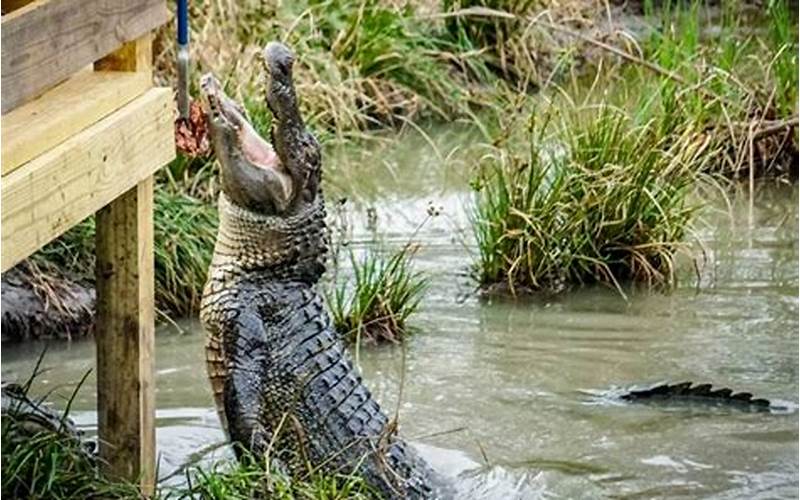 Alligator And Crocodile Encounters